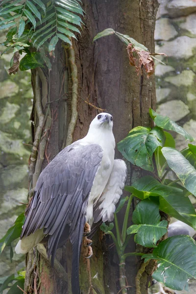 Beyaz Göbekli Deniz Kartalı