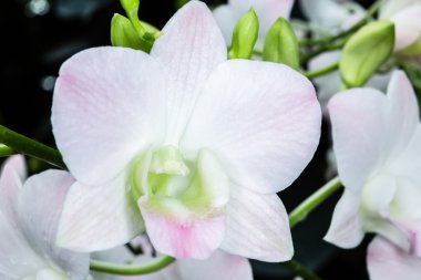 Dendrobium şampanya beyaz