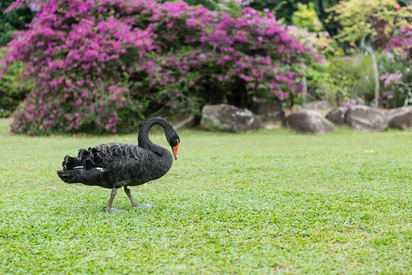 Siyah Kuğu çimenlerin üzerinde yürüyüş