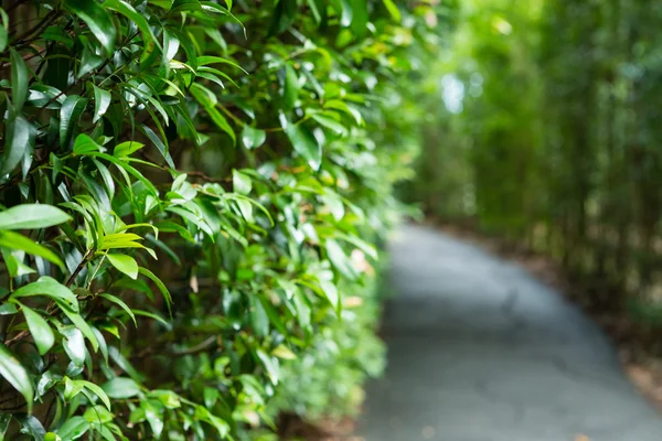 Çim Duvar bulanık yolu ile