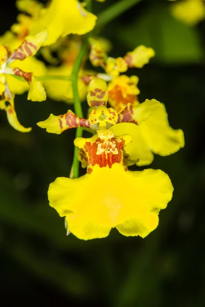 Oncidesa Goldiana, altın duş