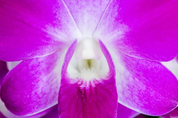 Dendrobium Ekapol hibrid