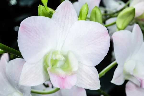 Dendrobium şampanya beyaz