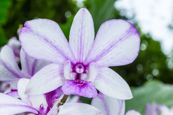 Dendrobium Hiang Güzellik