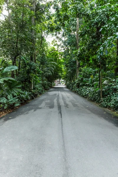 Boş yol yol ormanda