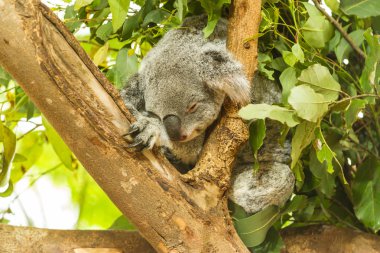 Uyuyan Koala mavi sakız ağacına, Avustralya