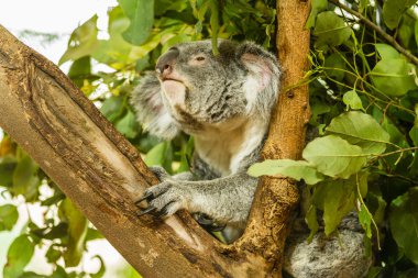 Uyuyan Koala mavi sakız ağacına, Avustralya