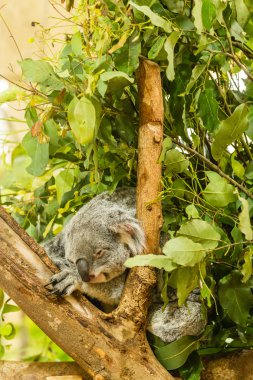 Uyuyan Koala mavi sakız ağacına, Avustralya