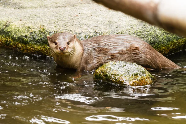 Asya kısa pençe su samuru ararken kayada