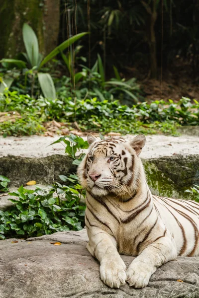 Primer plano Retrato de un tigre blanco —  Fotos de Stock