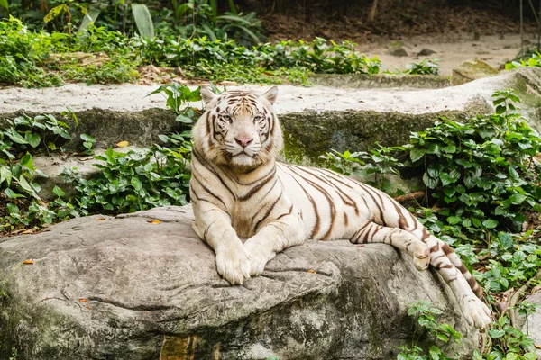 Beyaz Kaplan portre portre çekim