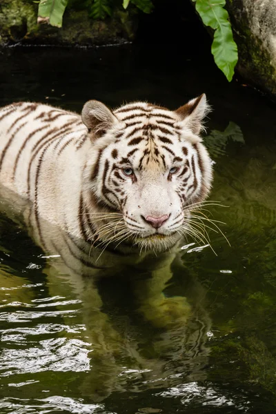 Primer plano Retrato de un tigre blanco —  Fotos de Stock