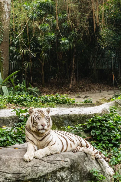 Beyaz Kaplan portre portre çekim