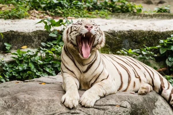 Портрет белого тигра крупным планом — стоковое фото