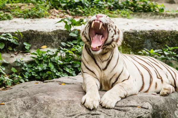 Beyaz Kaplan portre portre çekim