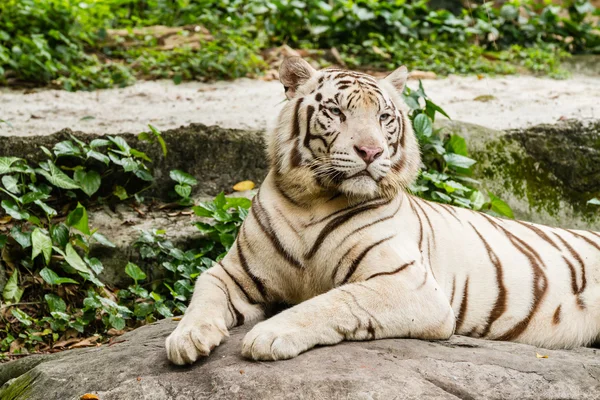 Beyaz Kaplan portre portre çekim