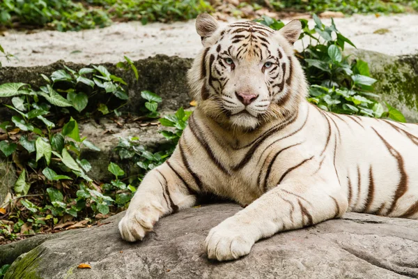 Beyaz Kaplan portre portre çekim