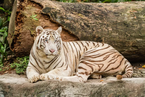 Beyaz Kaplan portre portre çekim