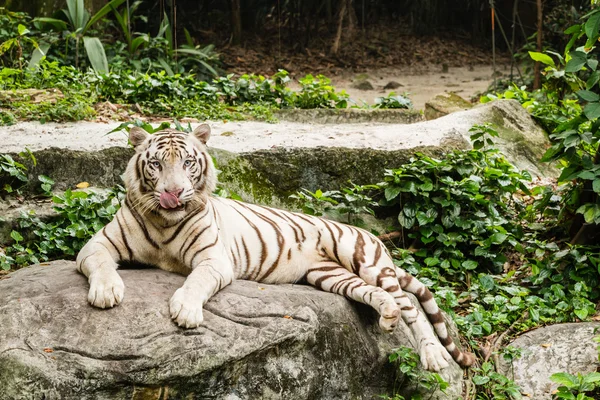 Beyaz Kaplan portre portre çekim