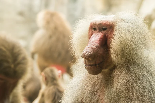 toughly hamadryas Babunu kadın düşünme yakın çekim