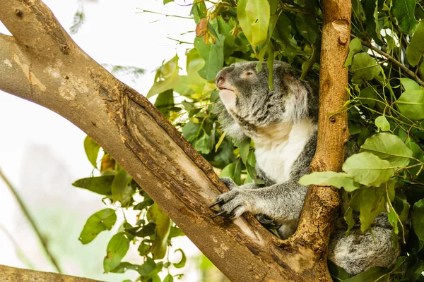 Uyuyan Koala mavi sakız ağacına, Avustralya