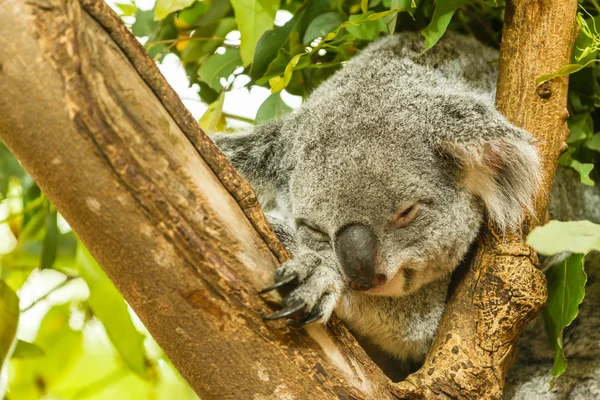 Uyuyan Koala mavi sakız ağacına, Avustralya