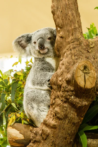 Uyuyan Koala mavi sakız ağacına, Avustralya