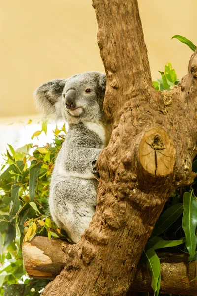 Uyuyan Koala mavi sakız ağacına, Avustralya