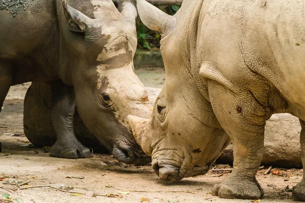 İki gergedan mücadele