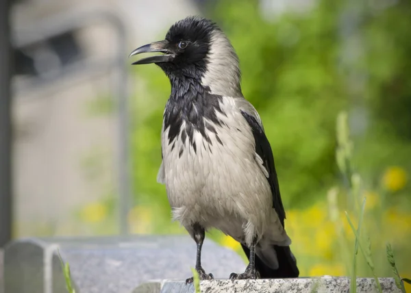 O corvo cinza posa na câmera . — Fotografia de Stock
