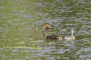 Çocuk ile rahatsız anne.