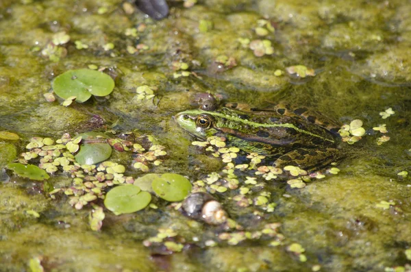 Лягушка в водохранилище — стоковое фото