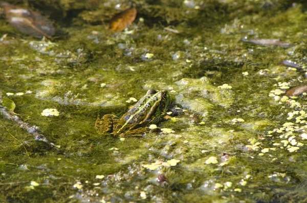 Grenouille dans un réservoir — Photo