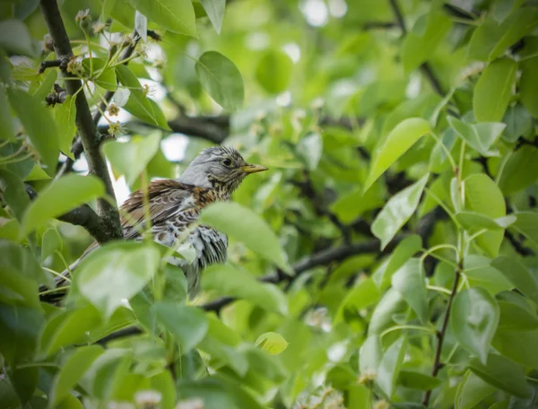 Drossel auf einem Apfelbaum — Stockfoto