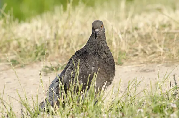 Piccione - il piccione azzurro - Columba livia — Foto Stock