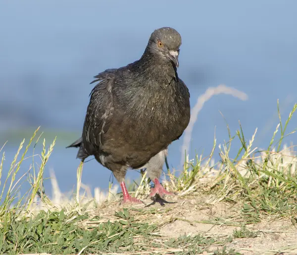 Taube - die blaue steintaube - columba livia — Stockfoto