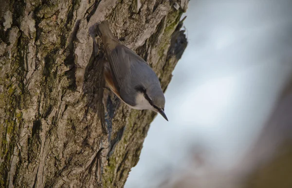 Nussknacker auf einem Baum. — Stockfoto