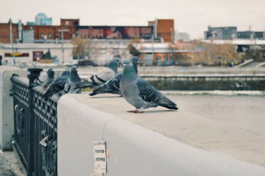 A gang of pigeons resting on the bridge