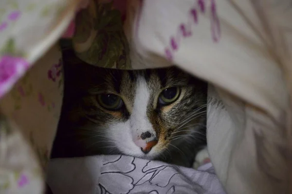Kot Zawinięty Ciepły Koc — Zdjęcie stockowe