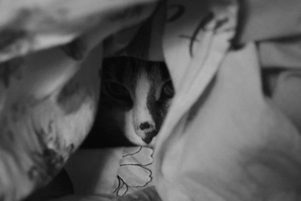 Ασπρόμαυρη Φωτογραφία Μιας Γάτας Που Κρύβεται Κάτω Από Μια Κουβέρτα — Φωτογραφία Αρχείου