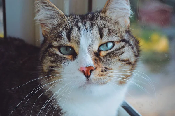 Photo Cat Evening Summer Day — Stock Photo, Image