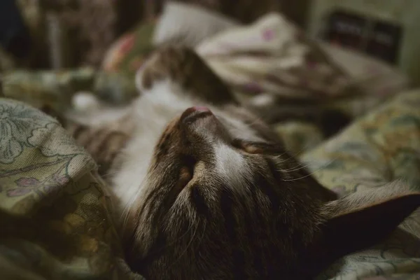 Gato Duerme Dulcemente Sobre Una Manta Suave —  Fotos de Stock