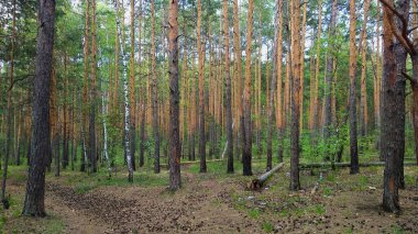 Yaz yolunda çam sandıkları ve bir sürü yeşillik.