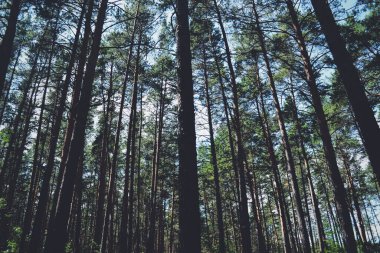 Yazın gökyüzünün arka planında birçok ağaç gövdesi