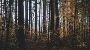 Soğuk sonbahar ormanlarında ağaçlar