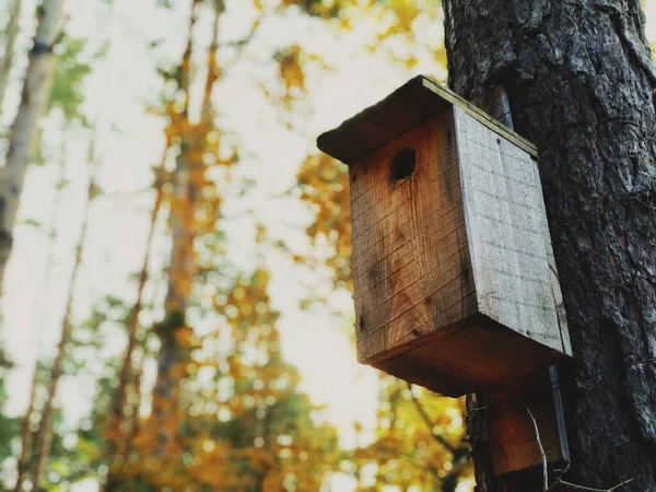 Vogelhuisje Aan Een Boom Een Herfstdag — Stockfoto