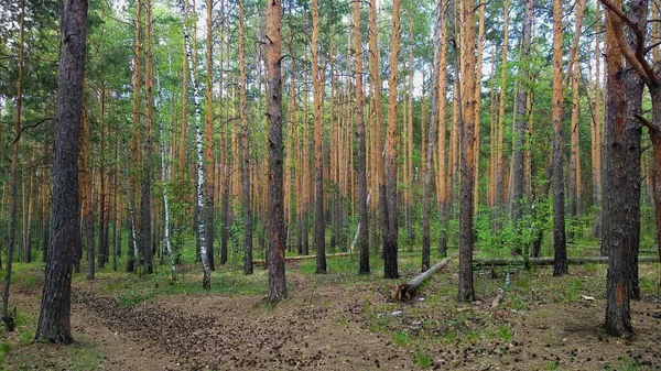 Yaz yolunda çam sandıkları ve bir sürü yeşillik.