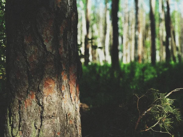 Tronco Albero Ramo Conifere Primo Piano — Foto Stock