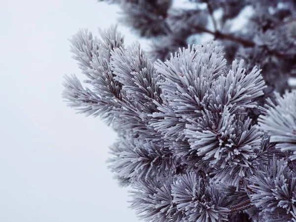 冬の霜でクリスマスツリーの枝 — ストック写真