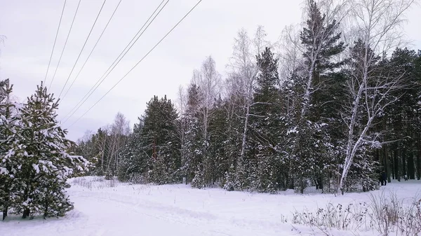 Líneas Eléctricas Sobre Claro Árboles Bosque Invierno —  Fotos de Stock